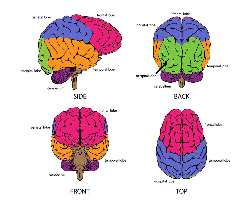 Trouble du spectre de l'autisme - Programme MIO (c)